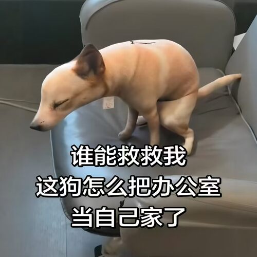 狗狗拉屎抱枕！嗯嗯造型抽象玩偶居家摆件可爱仿真毛绒小狗送闺蜜