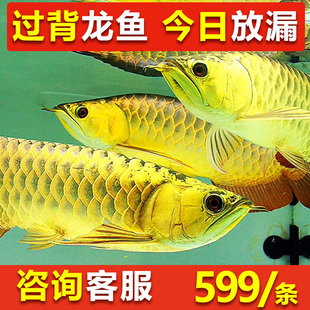 速发金龙鱼活鱼龙赏幼苗红龙鱼观鱼鱼练手小幼苗号半龙椒蓝辣鱼印