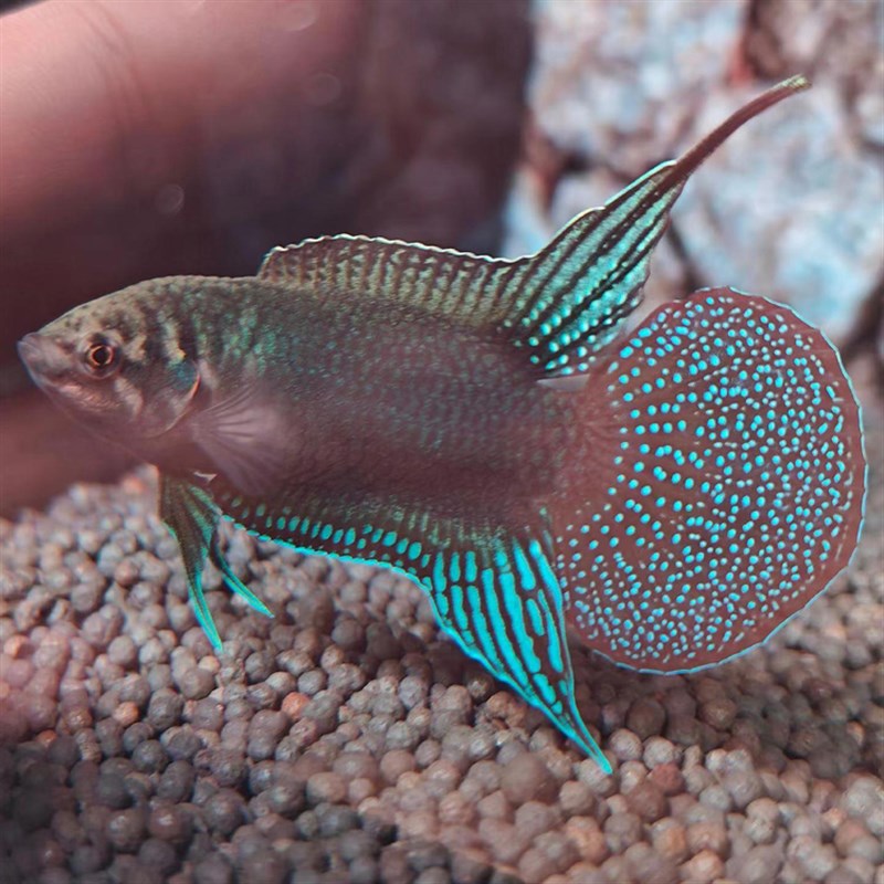 速发中国原生,鱼斗圆尾斗鱼,菩水鱼 耐寒纯野采国斗,活鱼冷萨冷水