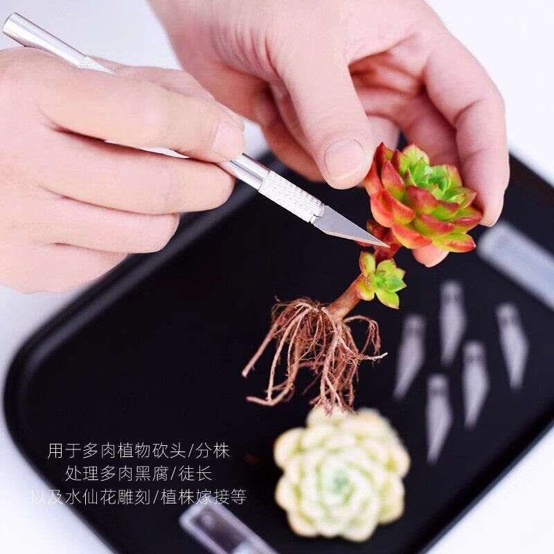 速发多肉砍头刀嫁接刀专用扦插园艺修根水仙雕刻刀月季芽接苗木剪