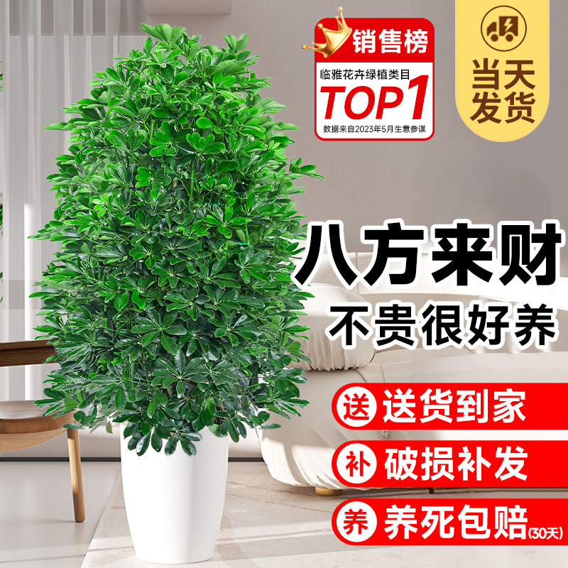 速发八来方财植物盆栽鸭脚木绿厅大客植室内花卉掌发财树四季好养