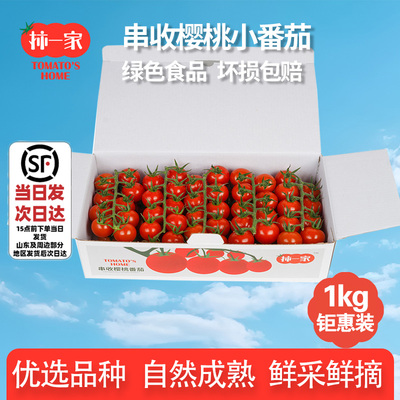柿一家串收樱桃番茄自然成熟