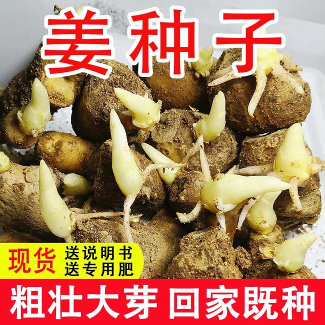 山东大姜种已催芽生姜姜种大姜种黄姜老姜种苗姜芽姜苗种植苗高产