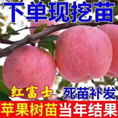 落叶果树包成活当年结果