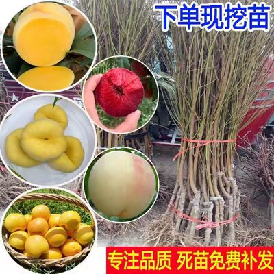 桃树苗口感脆甜当年结果