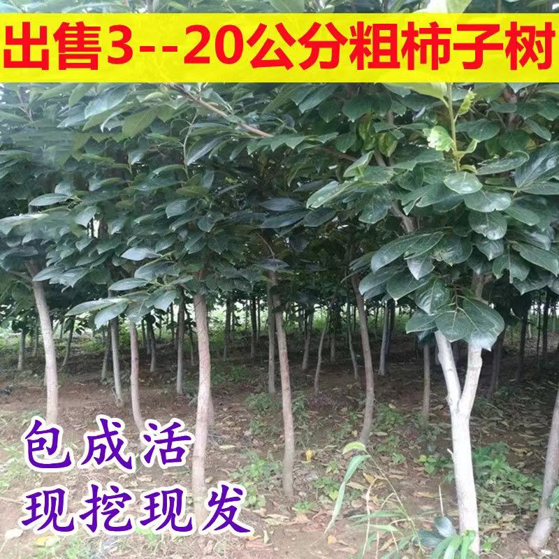 当年结果带土球发货现挖现发