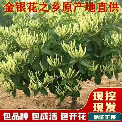 金银花苗树苗盆栽地种花树开花抗寒爬藤老桩金银花树北花一号树苗