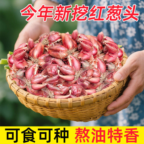 正宗四季红葱头四川四季小香葱可吃可种阳台农家四季火葱头黄葱头
