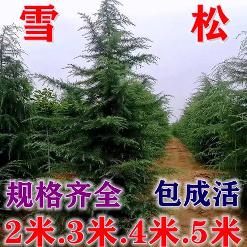 一花一宅雪松净化空气四季常青