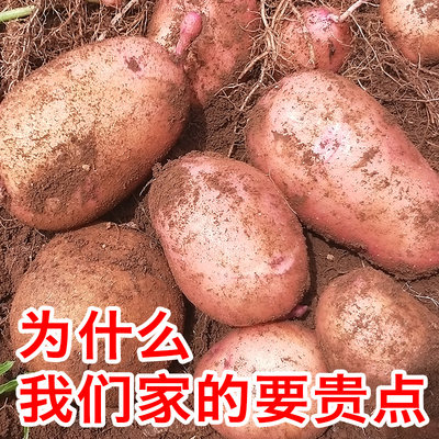 土豆新鲜红皮黄心大土豆9斤包邮云南特产洋芋农家自种蔬菜马铃薯