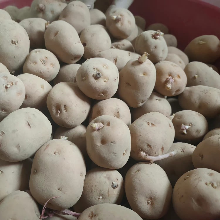 恩施小土豆马尔科老品种洋芋种子高山农家自留种大小可选带芽发货