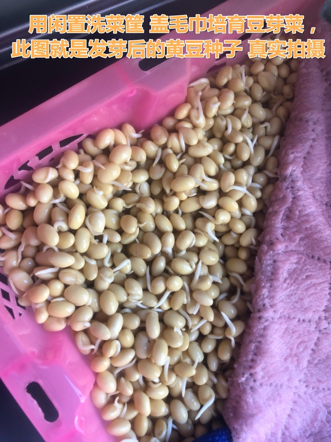 新黄豆发豆芽专用生豆芽泡豆芽发芽黄豆优质大豆非转基因2斤包邮