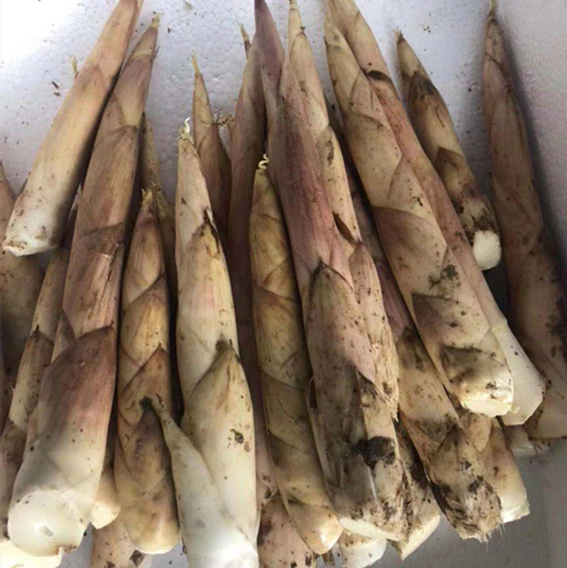 拇指新鲜现挖野生临安小雷笋冬笋油焖笋小竹笋鞭笋春笋黄泥笋
