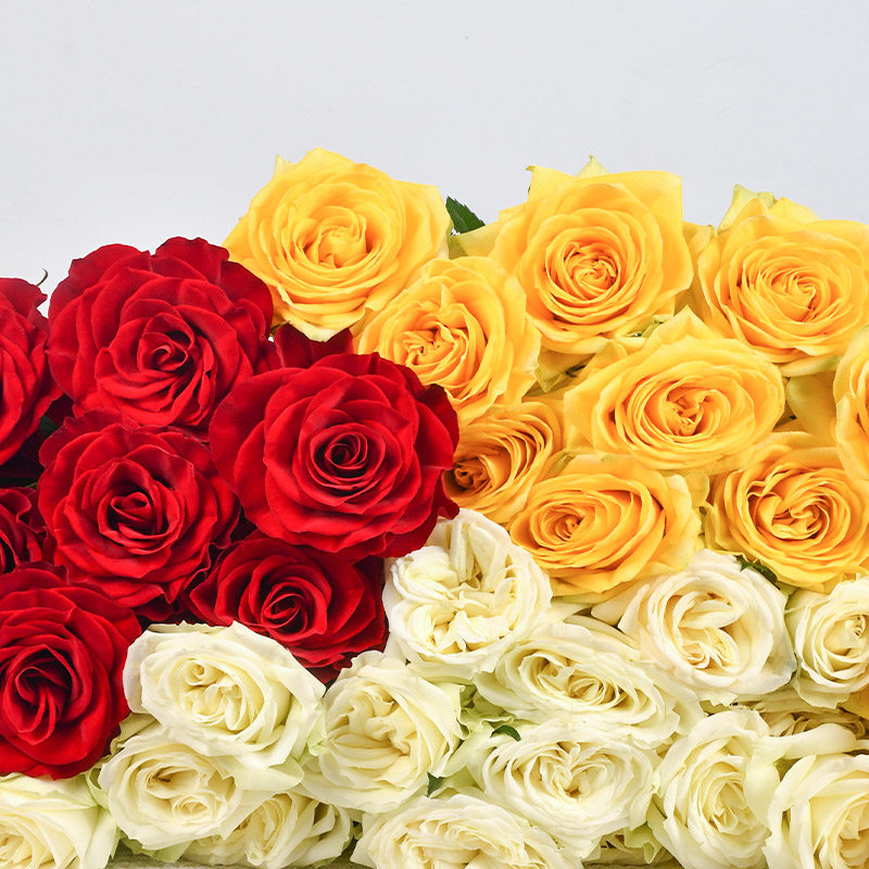 玫瑰花鲜花山东基地直发顺丰闪电发货鲜切花白玫瑰插花花束真花