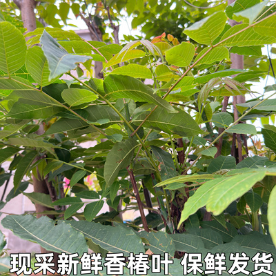 香椿叶香椿树叶椿天树叶椿天叶子