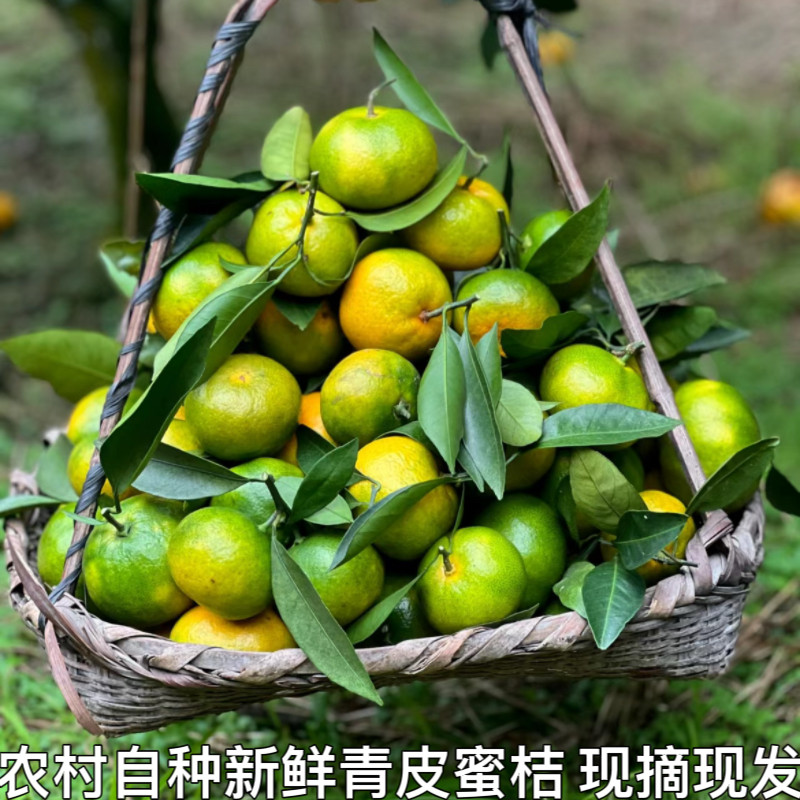 现货青皮橘子早熟新鲜蜜桔子应季孕妇水果柑橘蜜橘酸爽多汁包邮,水产肉类/新鲜蔬果/熟食,桔子,淘宝优惠券,粉丝福利购,淘宝优惠卷