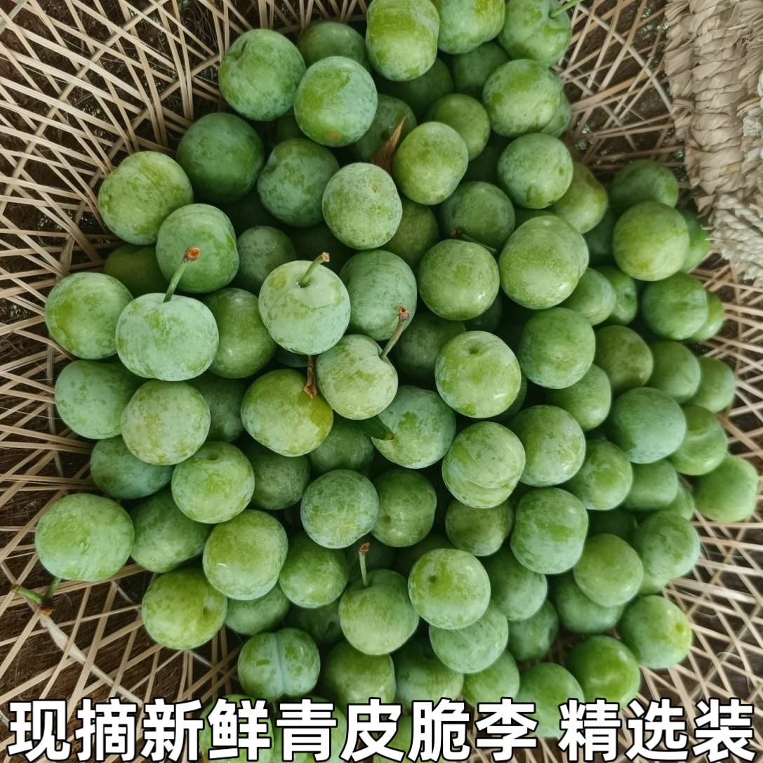 湖北宜昌新鲜青皮脆李子本地巫山李子青李子脱骨脆甜李水包邮