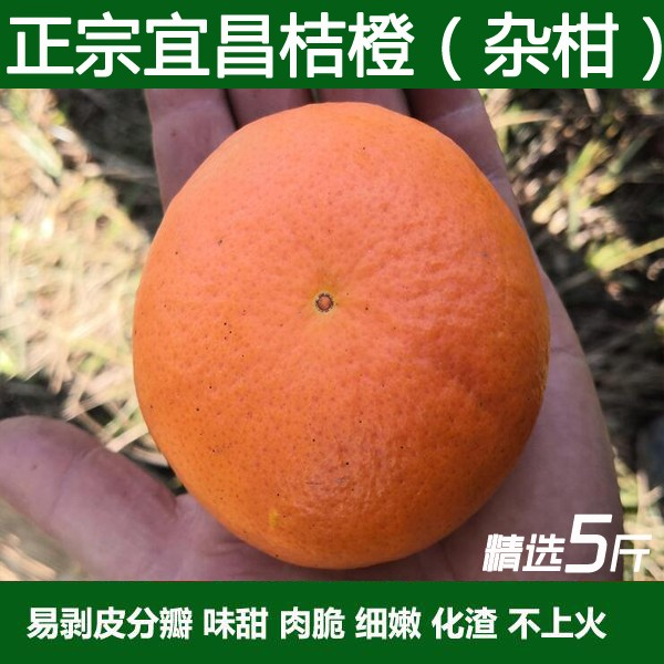 湖北宜昌农家自种杂柑橘橙桔橙水果整箱现摘薄皮手剥橙桔橙包邮