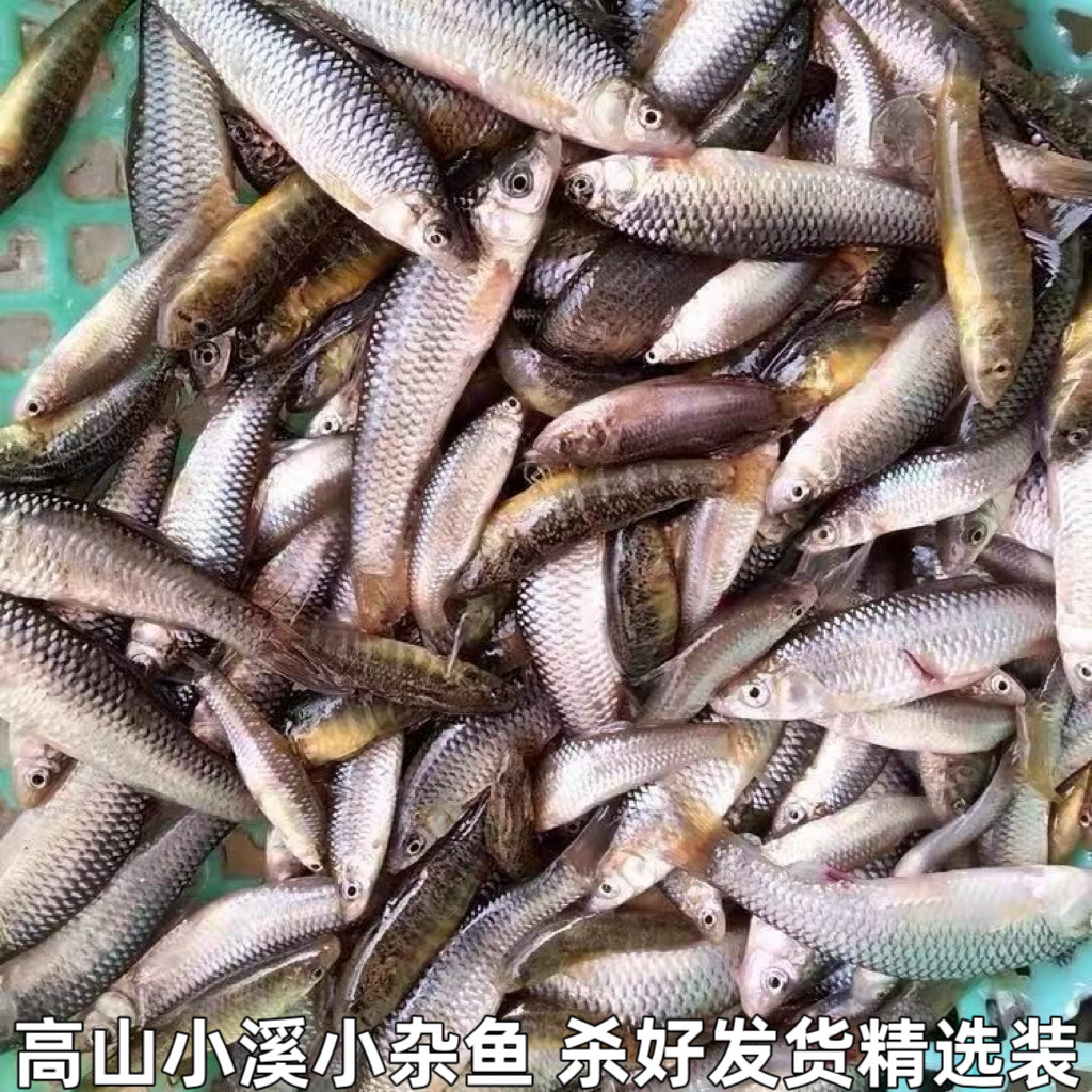 湖北宜昌小杂鱼小河鱼新鲜小鱼淡水鱼小土鱼小麻鱼麦穗鱼现杀包邮