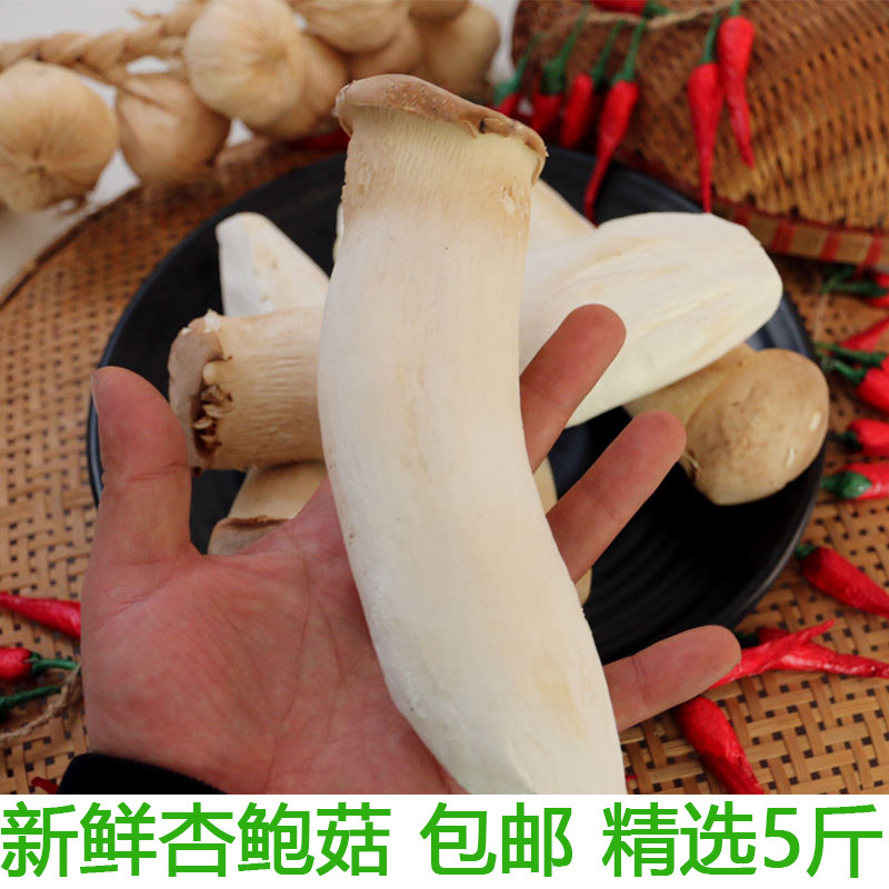 杏鲍菇新鲜火锅料理蔬菜现摘
