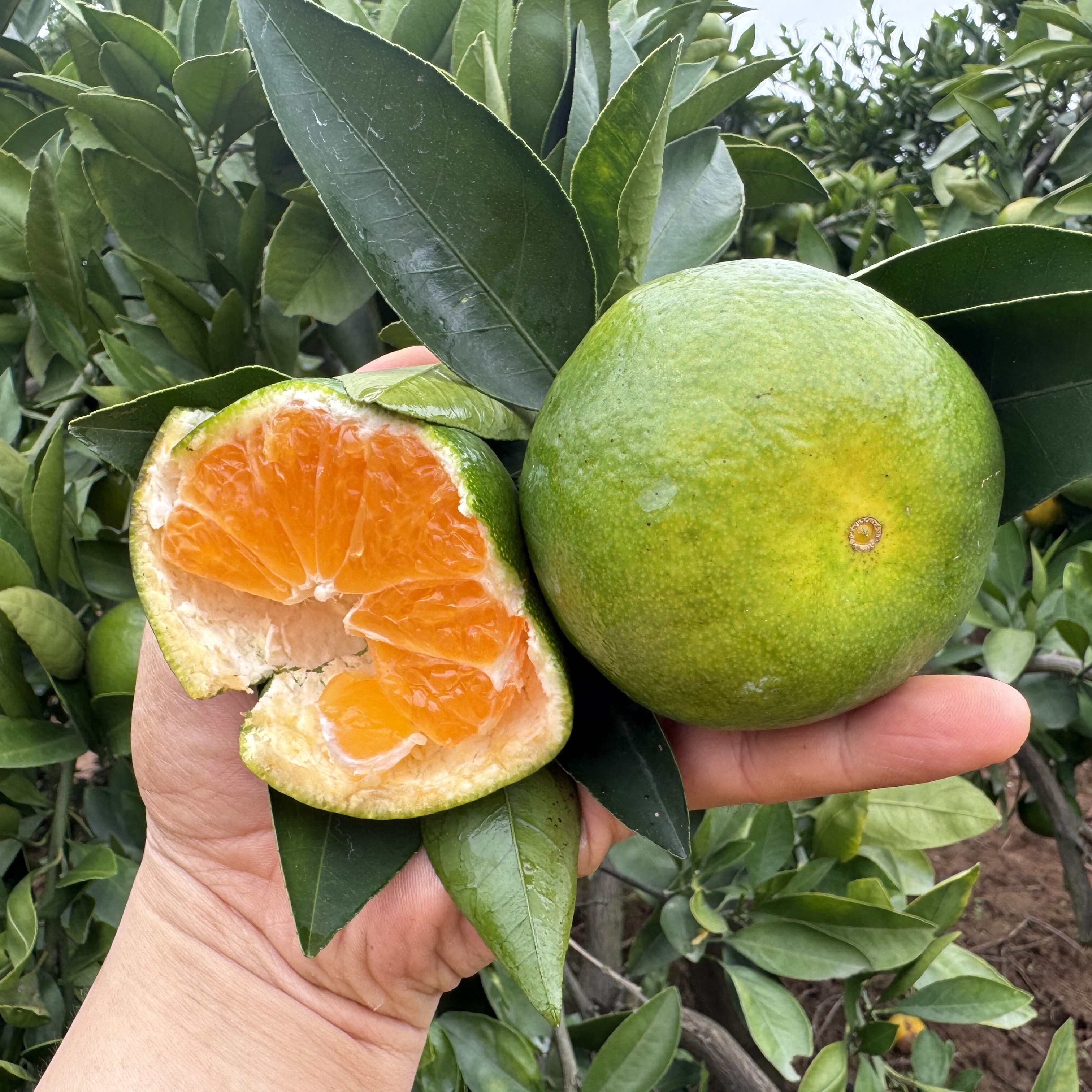 现货青皮橘子早熟新鲜蜜桔子应季孕妇水果柑橘蜜橘酸爽多汁包邮,水产肉类/新鲜蔬果/熟食,桔子,淘宝优惠券,粉丝福利购,淘宝优惠卷