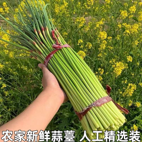 新鲜现摘蒜苔蔬菜农家蒜毫鲜红帽蒜薹蒜苗嫩蒜台蒜芯包邮
