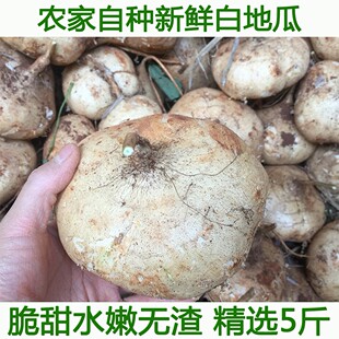 湖北宜昌现挖凉薯新鲜土瓜农家白地瓜沙葛根番薯5斤包邮