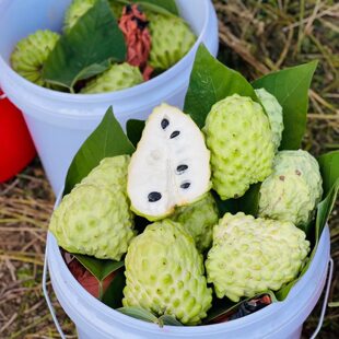 新鲜释迦果凤梨牛奶释迦佛头果番荔枝新鲜当季水果整箱孕妇水果