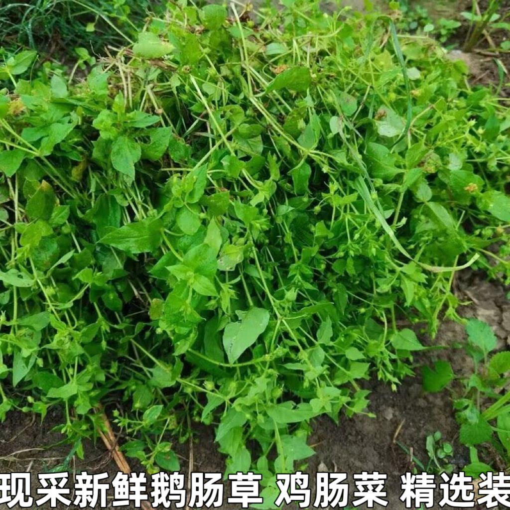 新鲜繁缕草鹅肠菜鸡儿肠鹅儿肠中草药鸡肠菜鹅肠草牛繁缕现采包邮