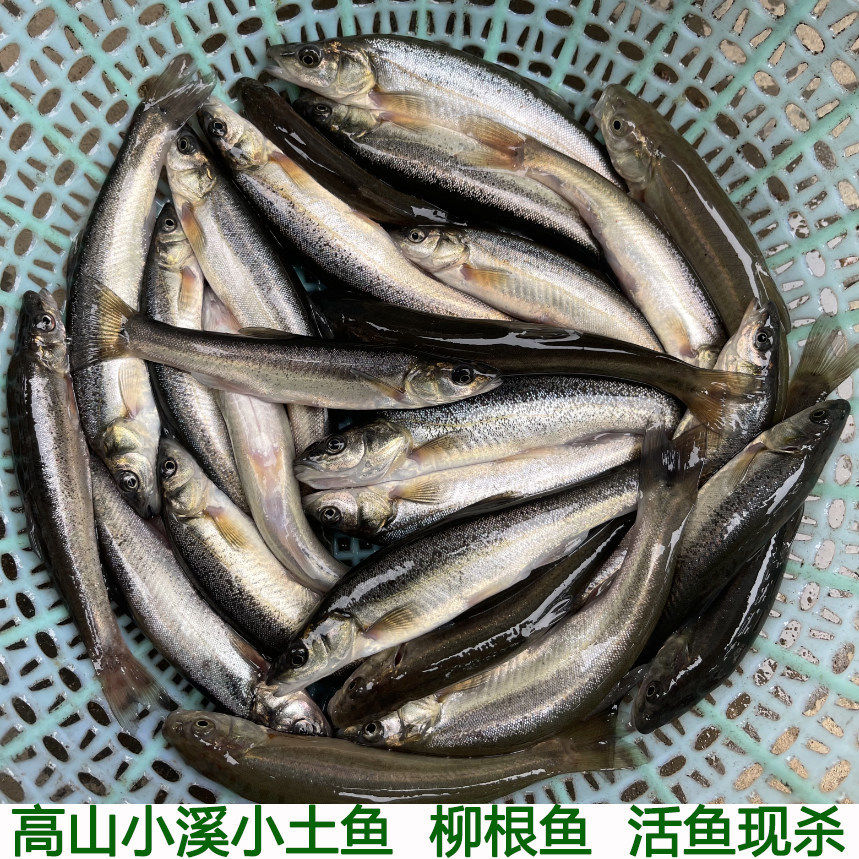 湖北高山冷水鱼柳根鱼鲜活鱼鲜活水产小鱼生鲜小杂鱼包邮