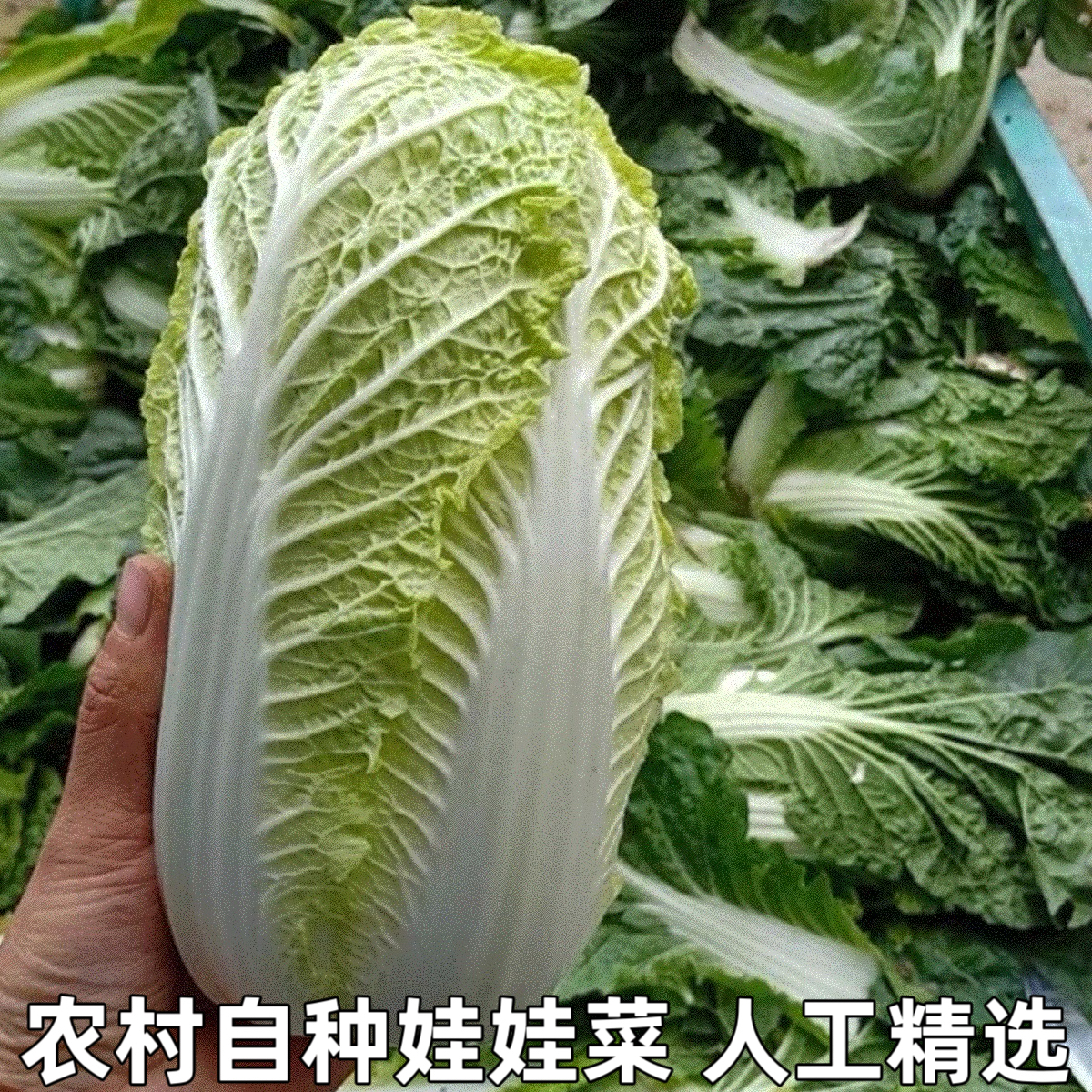 黄心娃娃菜新鲜小白菜新鲜现摘大娃娃菜农家露天种植应季蔬菜包菜
