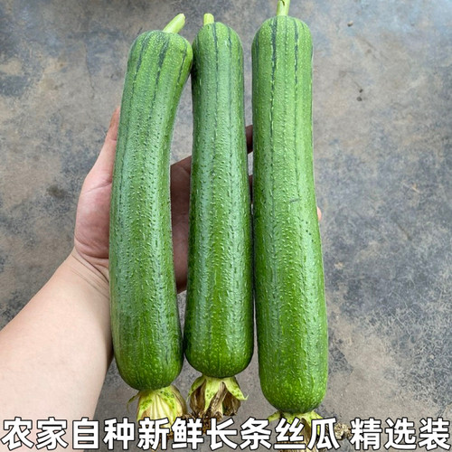 短胖湖北新鲜丝瓜牛奶现摘
