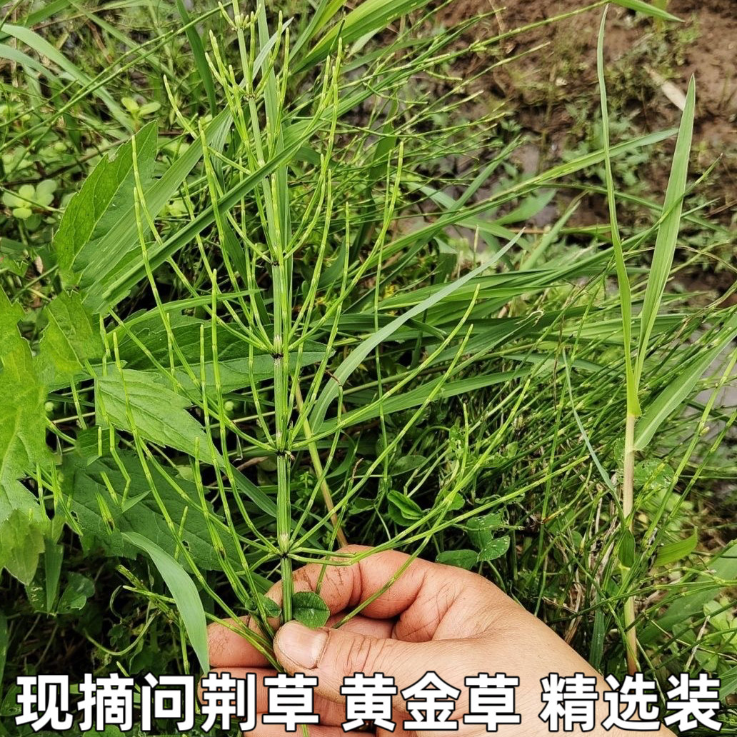 新鲜问荆草吸金草黄金草农村现摘现发鲜草包邮