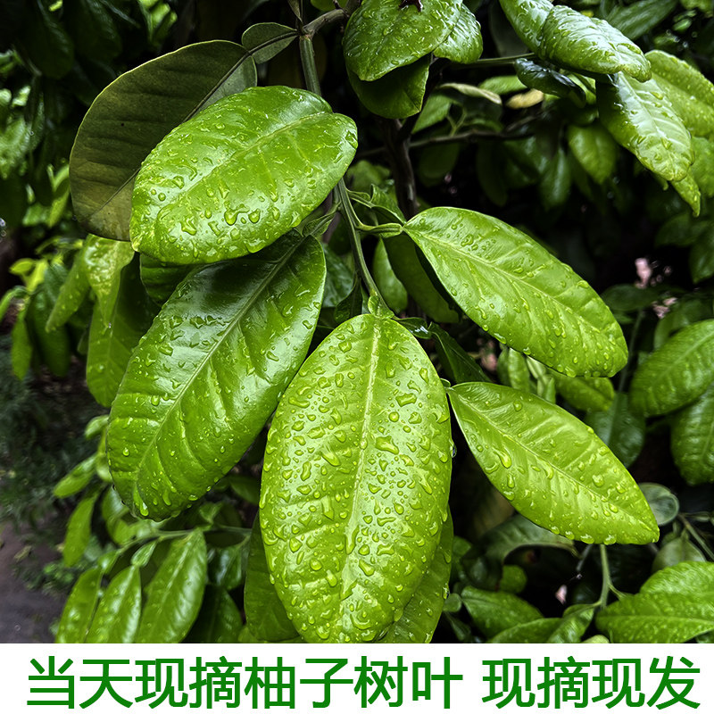现摘柚子叶当天采摘现摘叶儿粑叶子祈福沐浴柚老树采摘包邮
