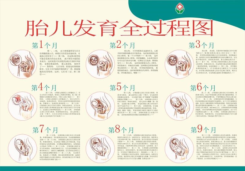 婴儿生长发育过程图海报妇产科妇幼保健院图片胎儿发育全过程图