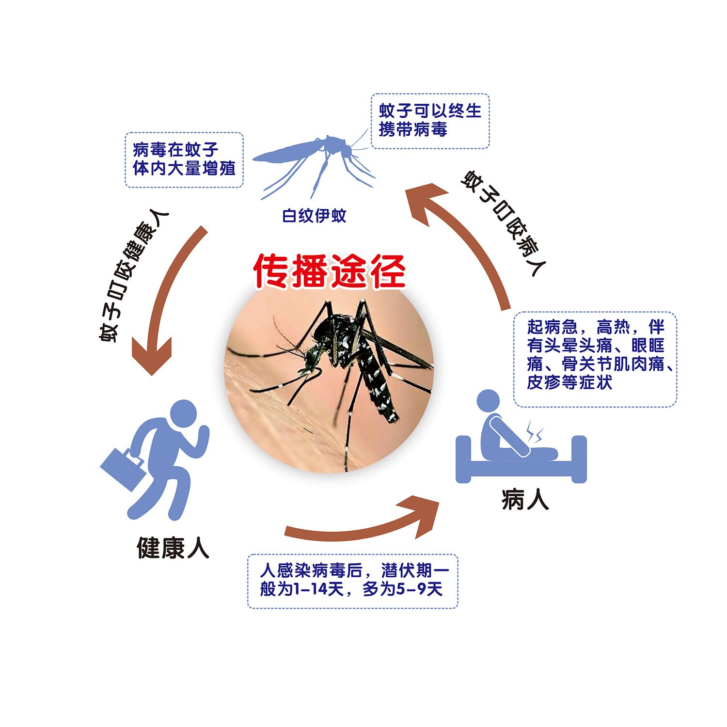 预防伊蚊引起的登革热健康教育宣传栏墙贴纸挂图海报印制kt板
