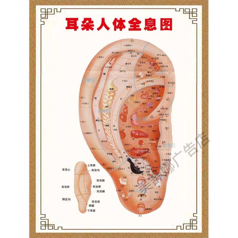 耳朵人体全息图海报展板耳朵穴位对照图墙粘贴纸挂图中医耳穴KT板
