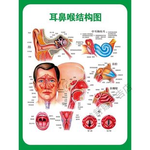 内耳模式图海报展板外耳、中耳及内耳联系示意图耳鼻喉医学图谱