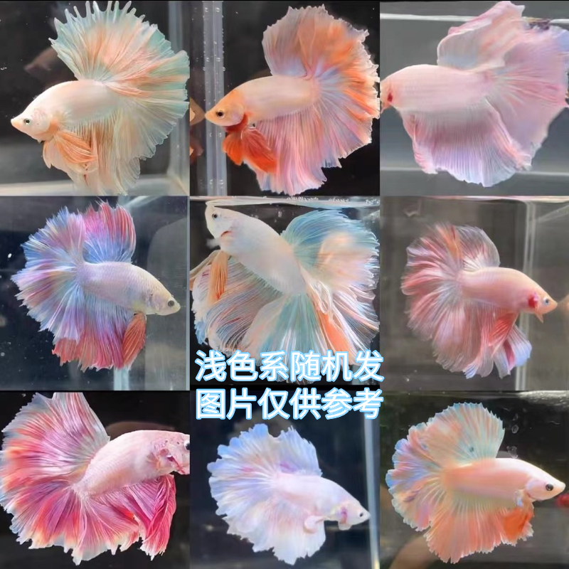 泰国斗鱼婚纱鱼观赏鱼淡水鱼热带冷水鱼桌面宠物活体好养小型繁殖