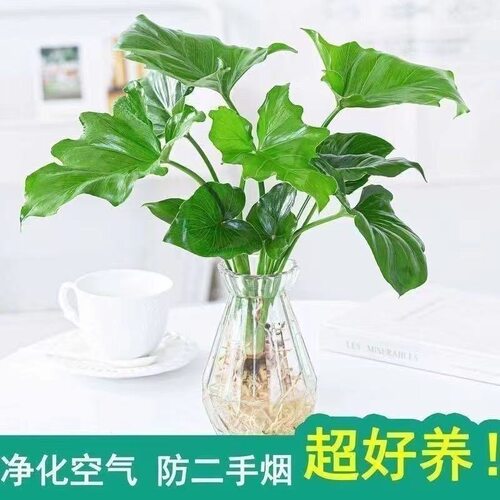春羽水培植物盆栽客厅办公室绿植