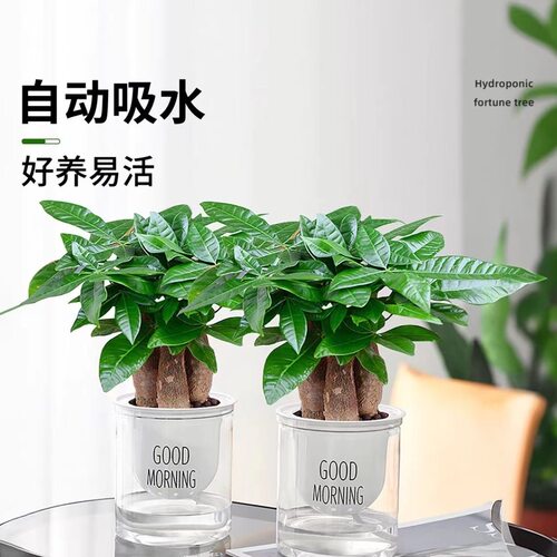 三杆五福发财树小盆栽