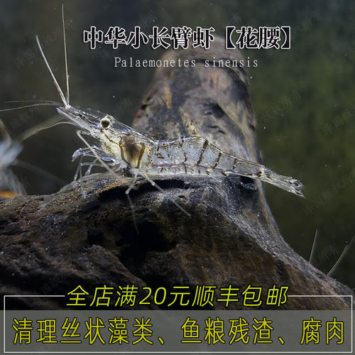花腰虾除藻清残耐低温冻不死
