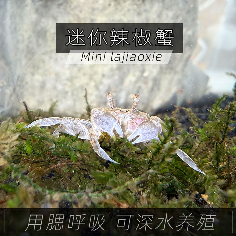迷你辣椒蟹活体低氧好养耐活免换水鱼缸清洁残渣除藻淡水冷水宠物