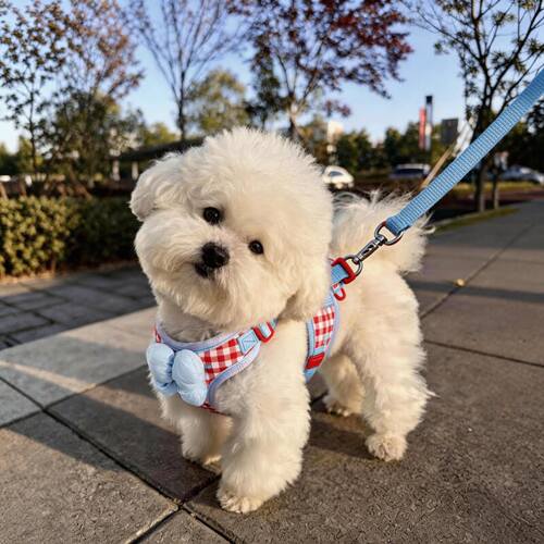 狗牵引绳宠物胸背式遛狗绳中小型犬背带比熊泰迪外出新款防挣脱