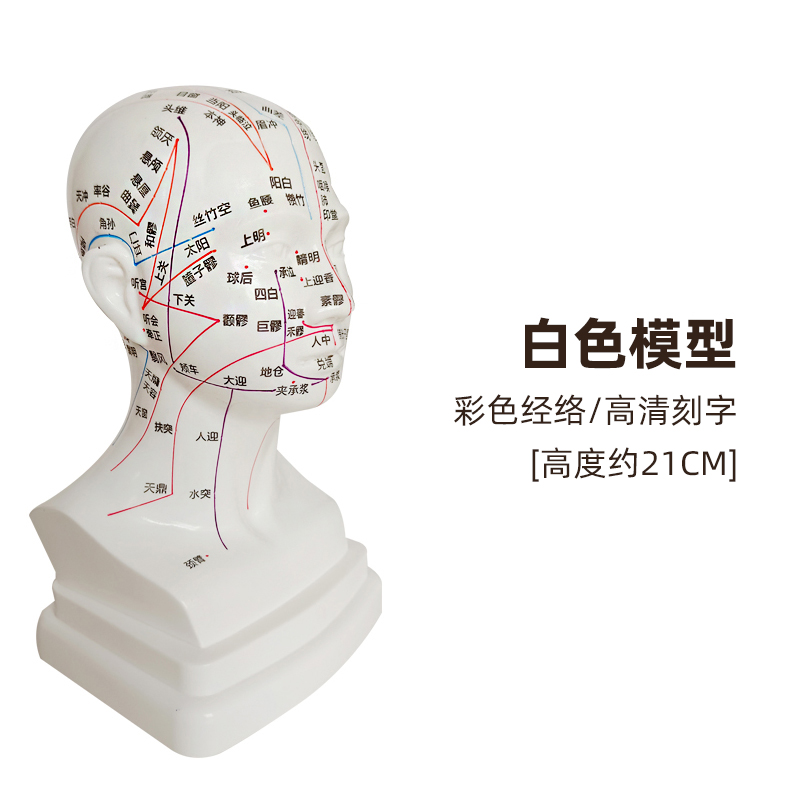 中医穴位经络按摩人体模型头部
