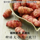 Фиолетовые гангстеры многолетних счастливчиков с тремя листьями мяча для кора