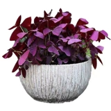 Фиолетовые гангстеры многолетних счастливчиков с тремя листьями мяча для кора