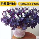 Фиолетовые гангстеры многолетних счастливчиков с тремя листьями мяча для кора