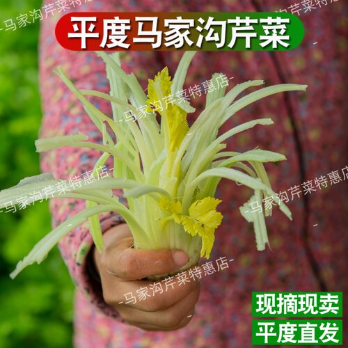 平度马家沟芹菜空心大叶黄一秒开花空心空梗可生吃凉拌时令蔬菜