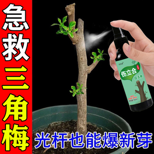 三角梅复活液植物再生营养液枯树烂根黄叶强力生根药水通用复活液